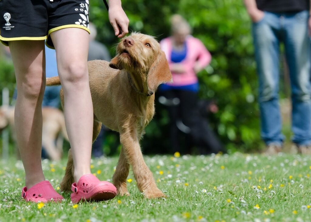 Unlocking King Dobermans Potential: Effective Training Methods