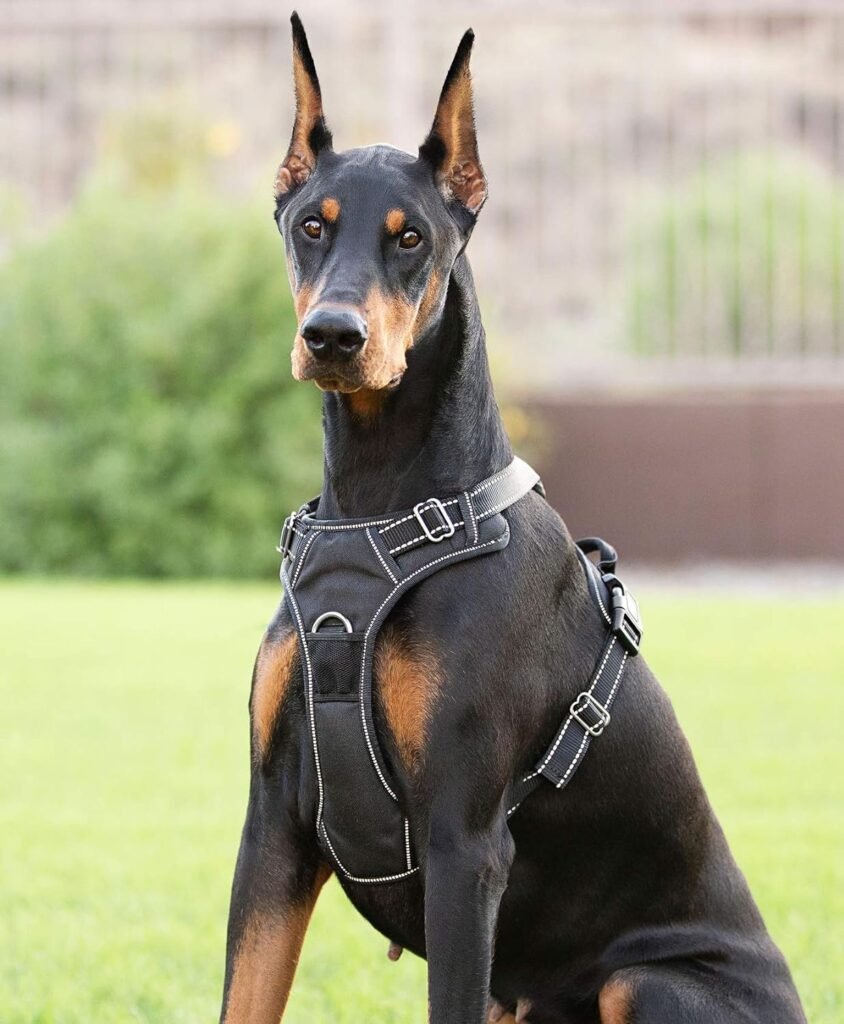 Dog Harness (XL, Black)