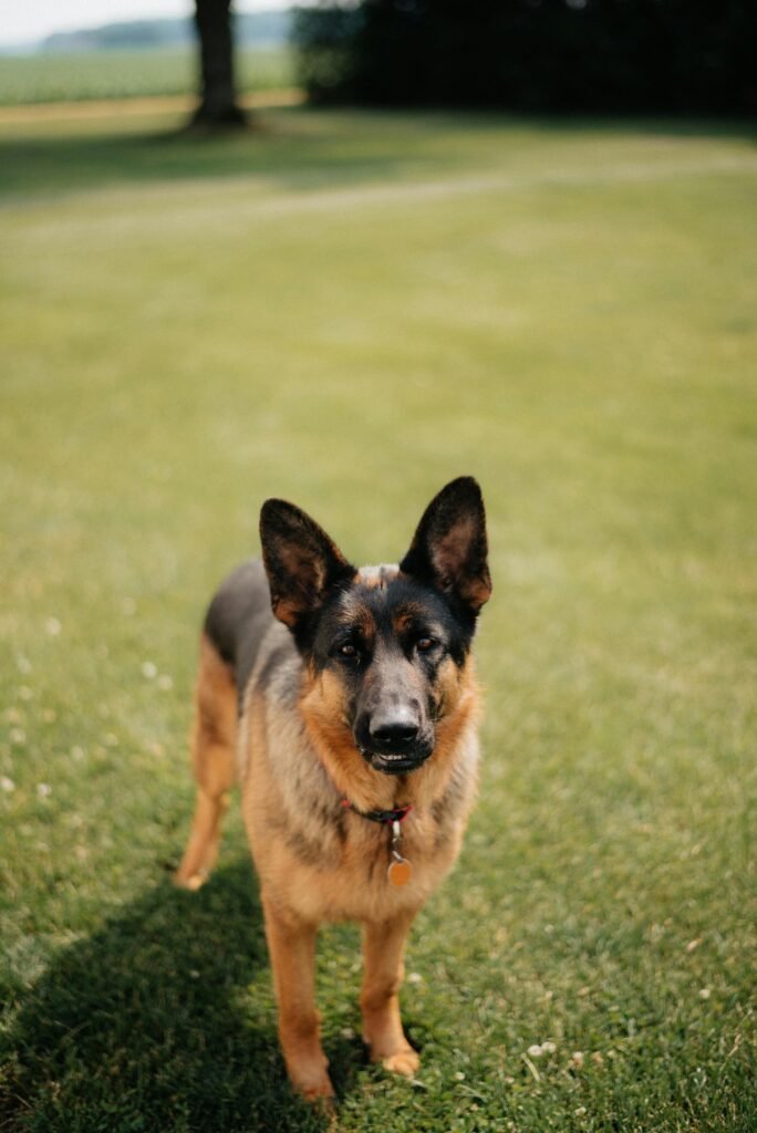 Promoting Responsible Breeding: The Case of King Dobermans