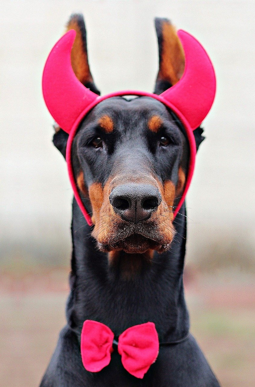 Tips for Participating in King Doberman Dog Shows