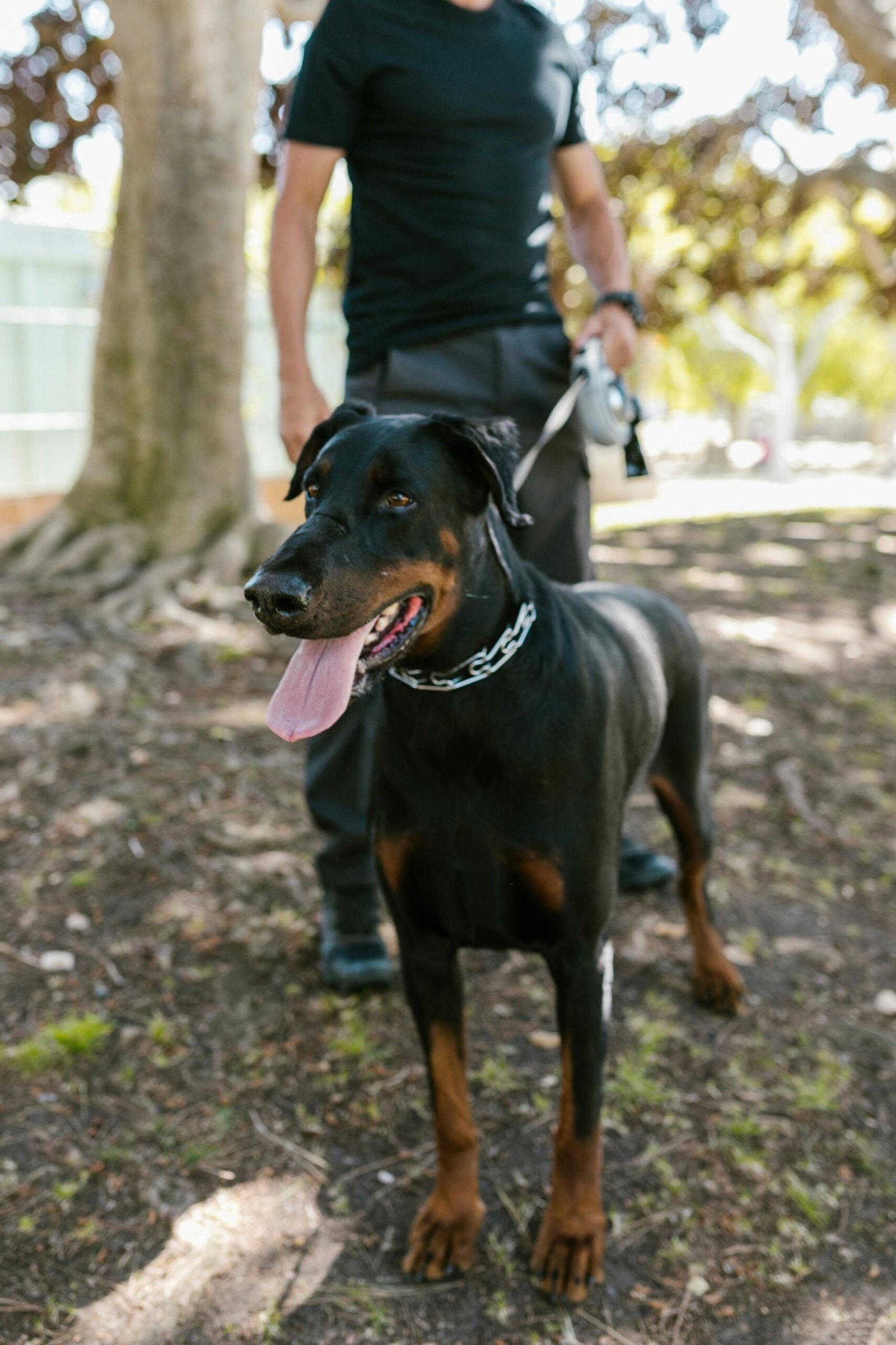 Ultimate Guide to Training King Dobermans: Effective Techniques