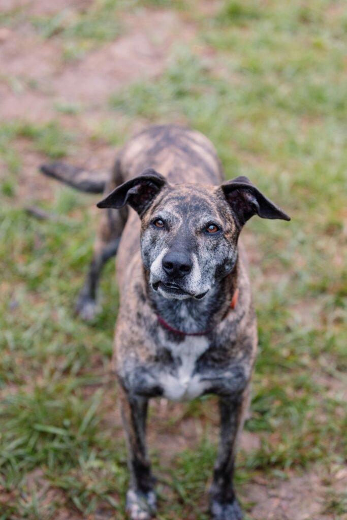 Effective Strategies for Socialization Training of King Dobermans