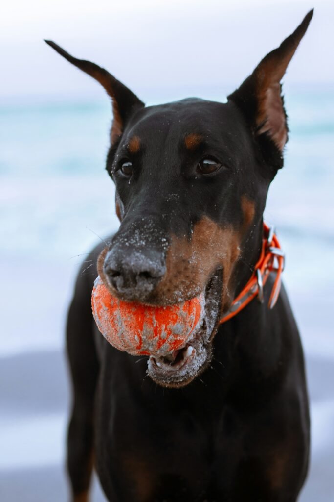 Gathering with the Royals: Meetups for King Doberman Owners