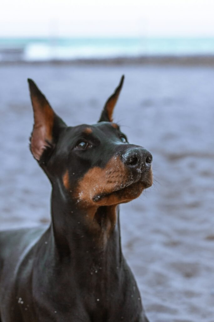 Gathering with the Royals: Meetups for King Doberman Owners