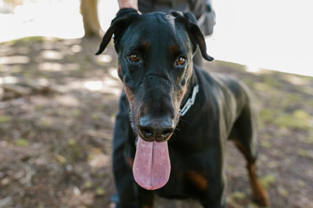 Mastering Socialization Techniques for King Dobermans through Training