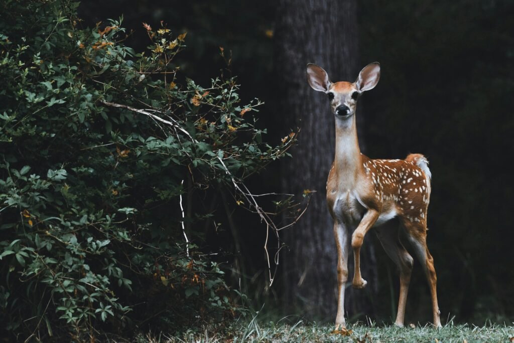 Promoting Ethical Standards in King Doberman Breeding