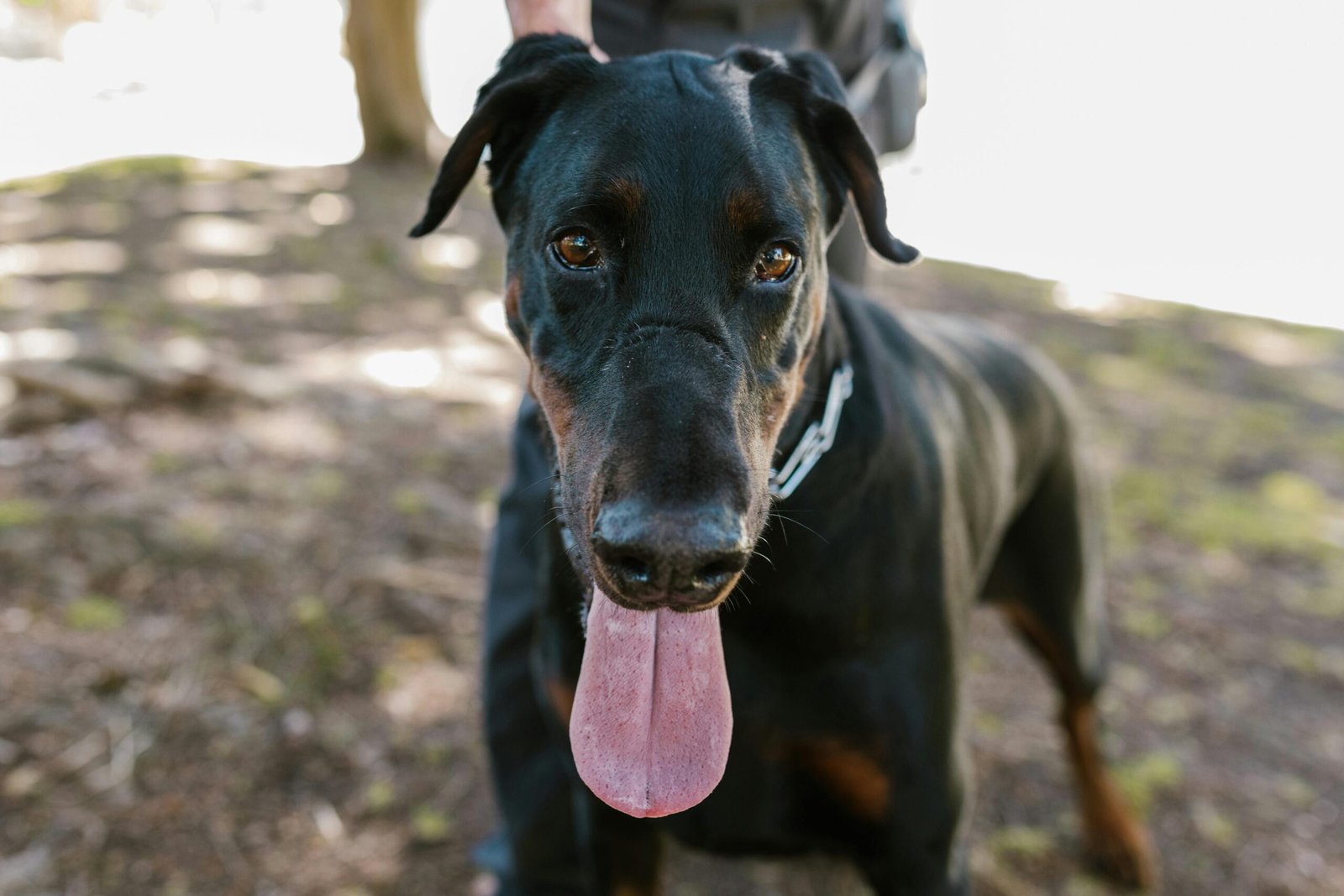 Unveiling the Distinctive Personality Traits of King Dobermans