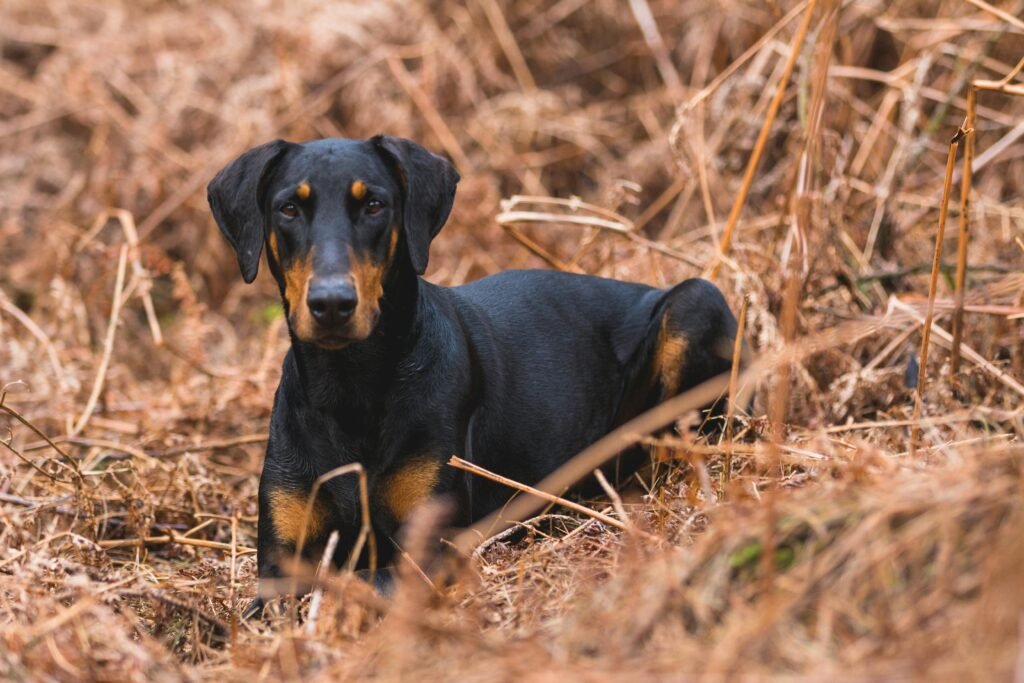 From Royalty to Redemption: The Journey of King Dobermans Through Rescue and Adoption Networks