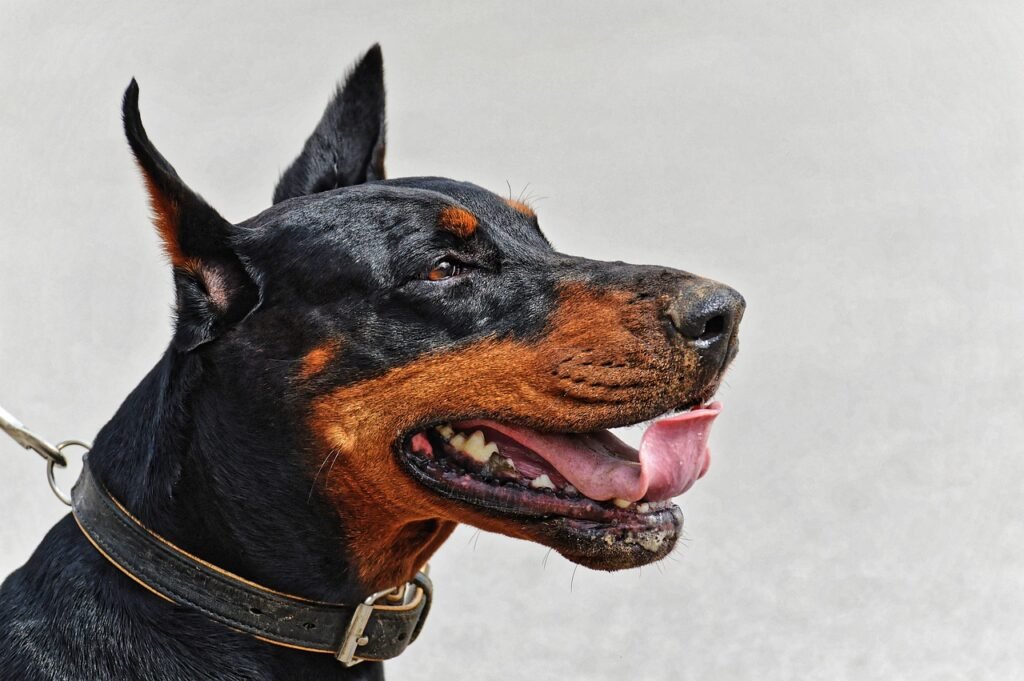 Understanding the Impressive Size of the King Doberman