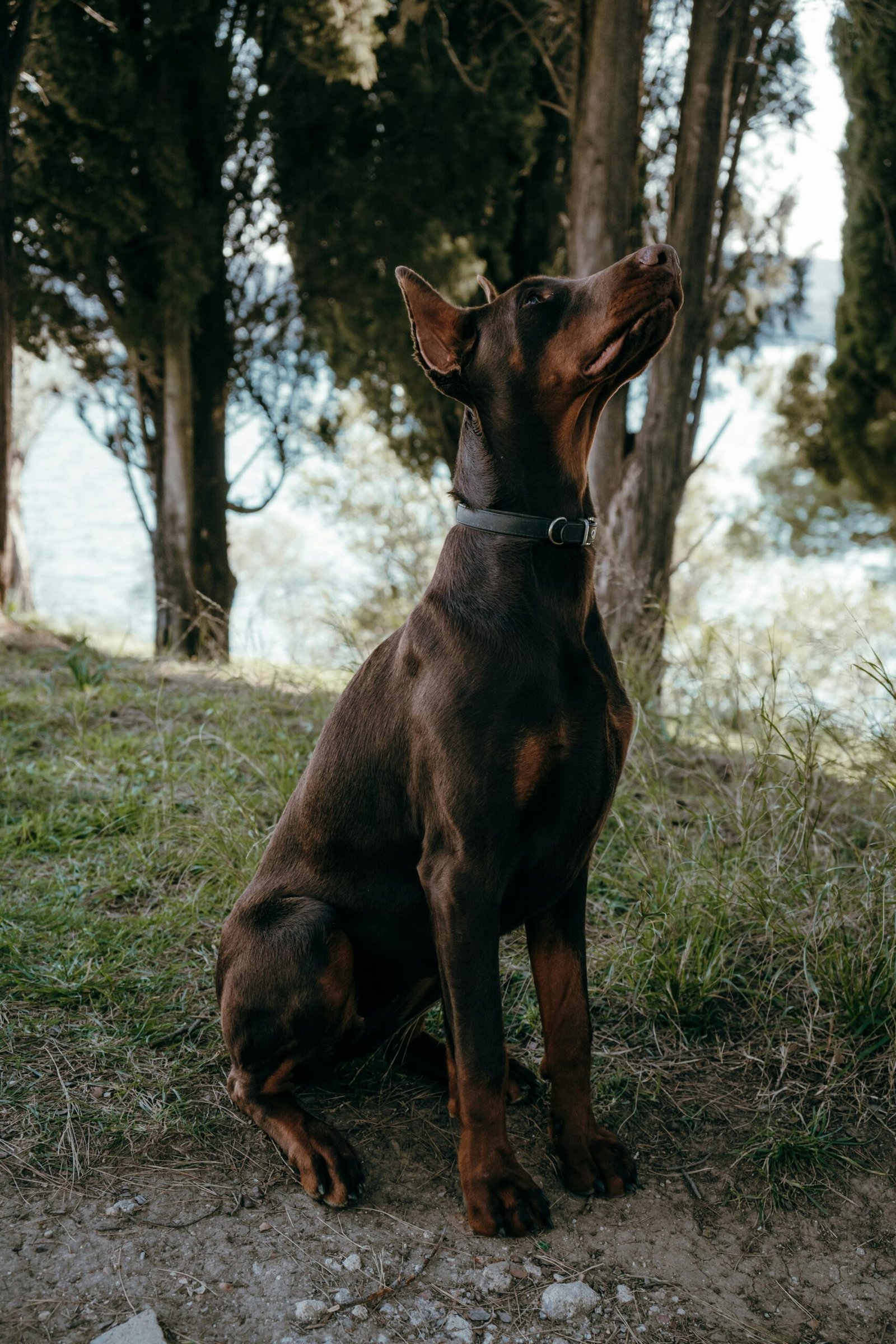 Engaging Mental Stimulation Activities for King Dobermans