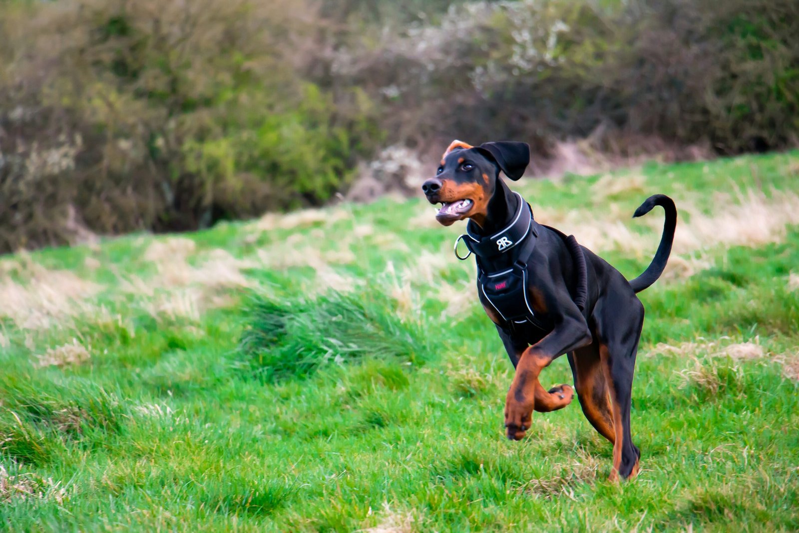 Tips for Managing Joint and Bone Health in King Dobermans