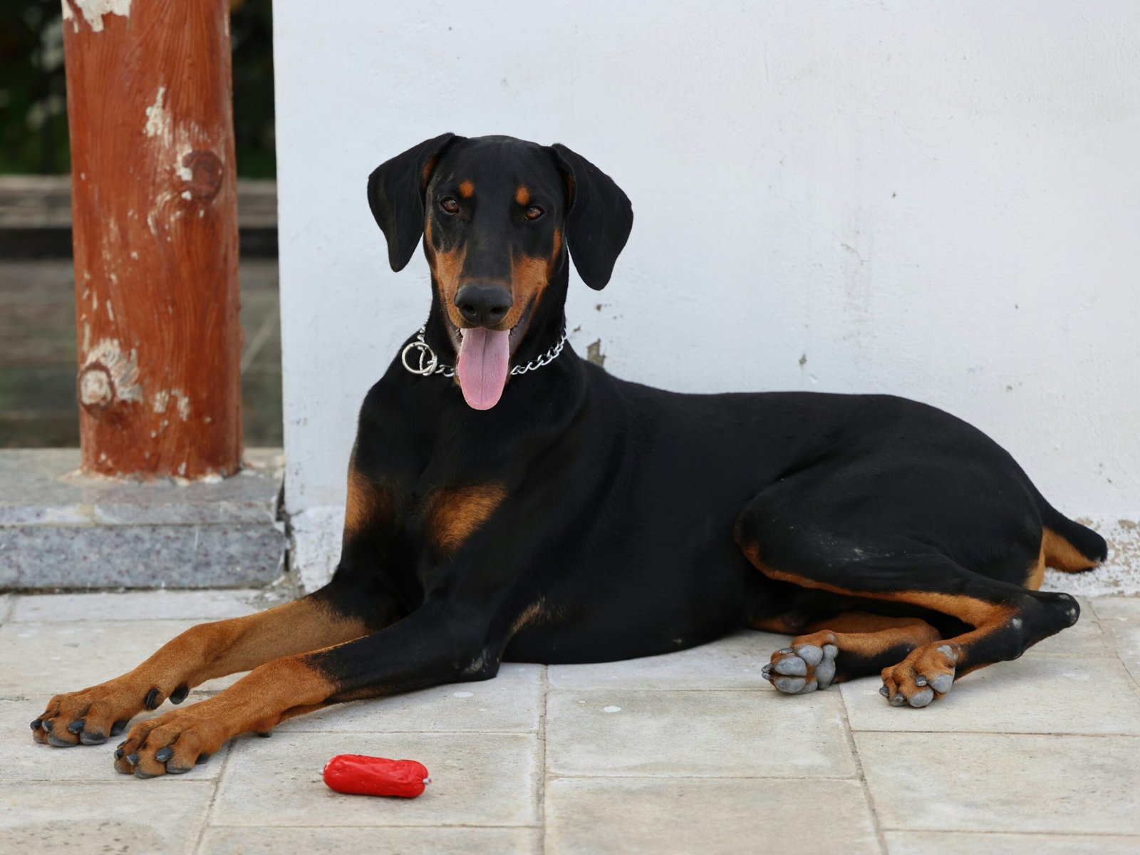 Unlocking the Potential of King Dobermans through Mental Stimulation