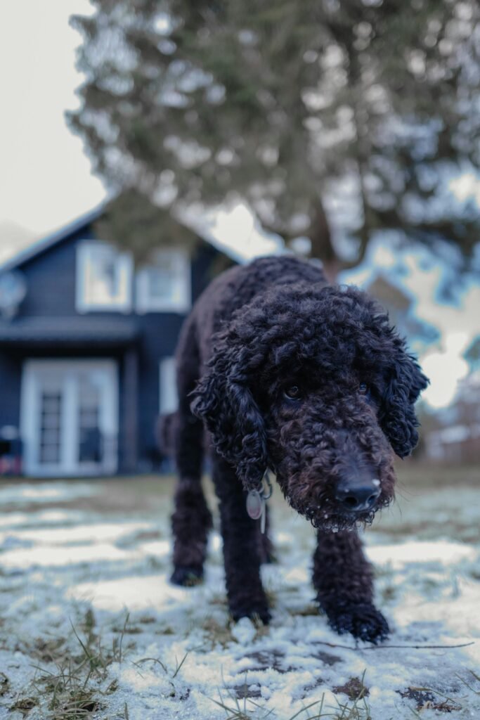 Zak Georges Guide to a Well-Behaved Dog: Proven Solutions to the Most Common Training Problems for All Ages, Breeds, and Mixes     Paperback – July 9, 2019