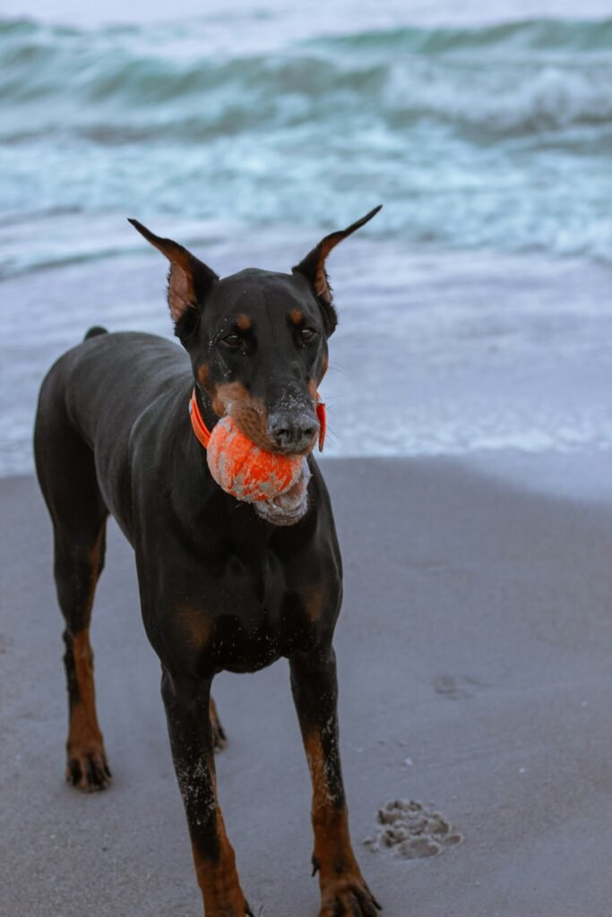 Important Health Considerations for King Dobermans