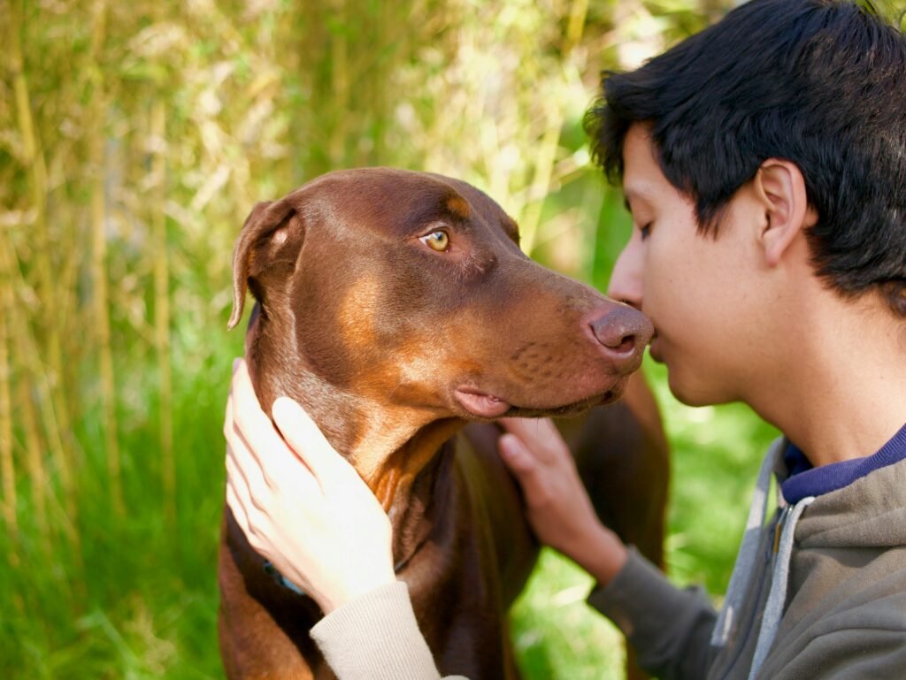 Important Health Considerations for King Dobermans