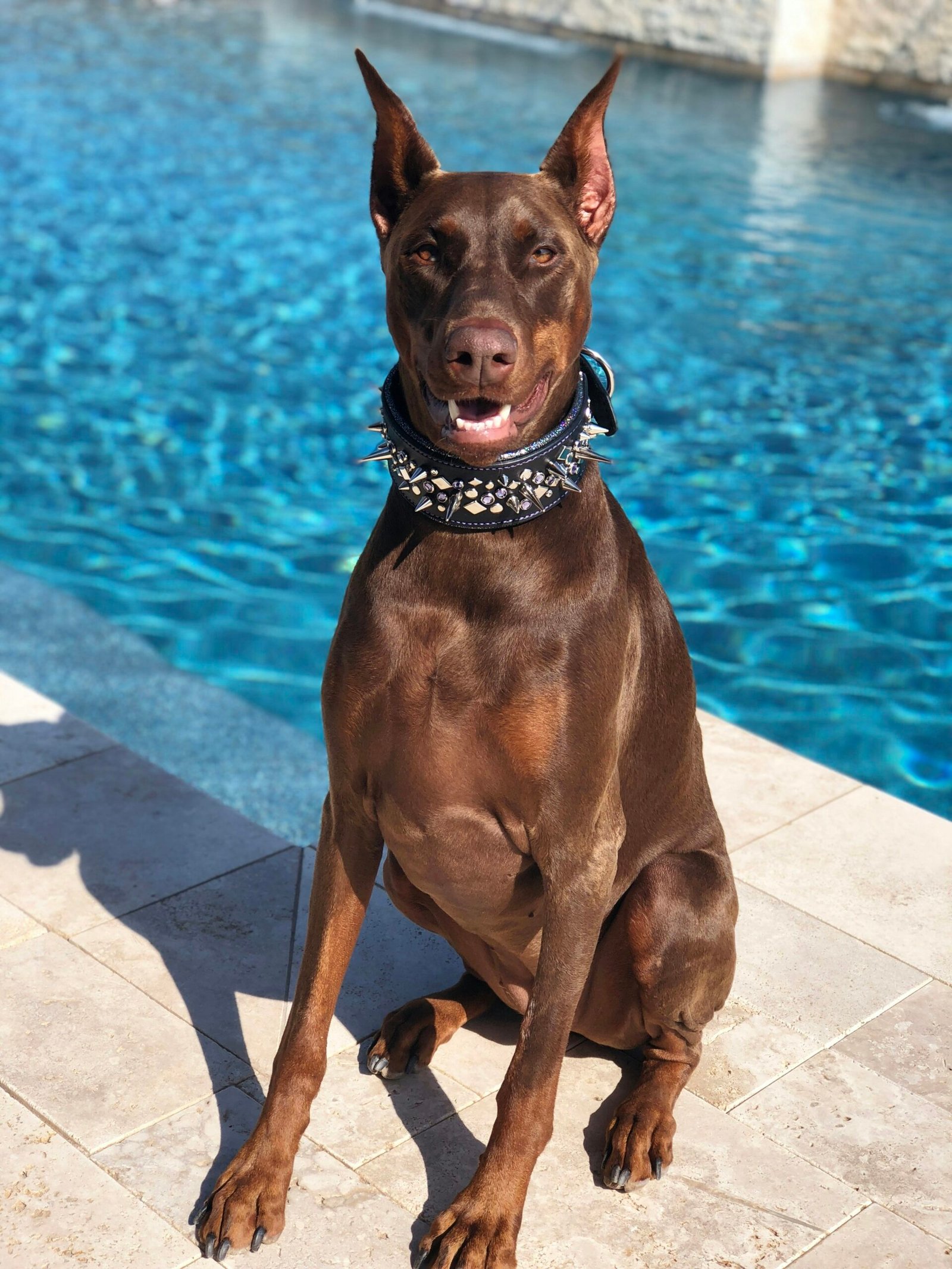 Key Health Tips for King Dobermans