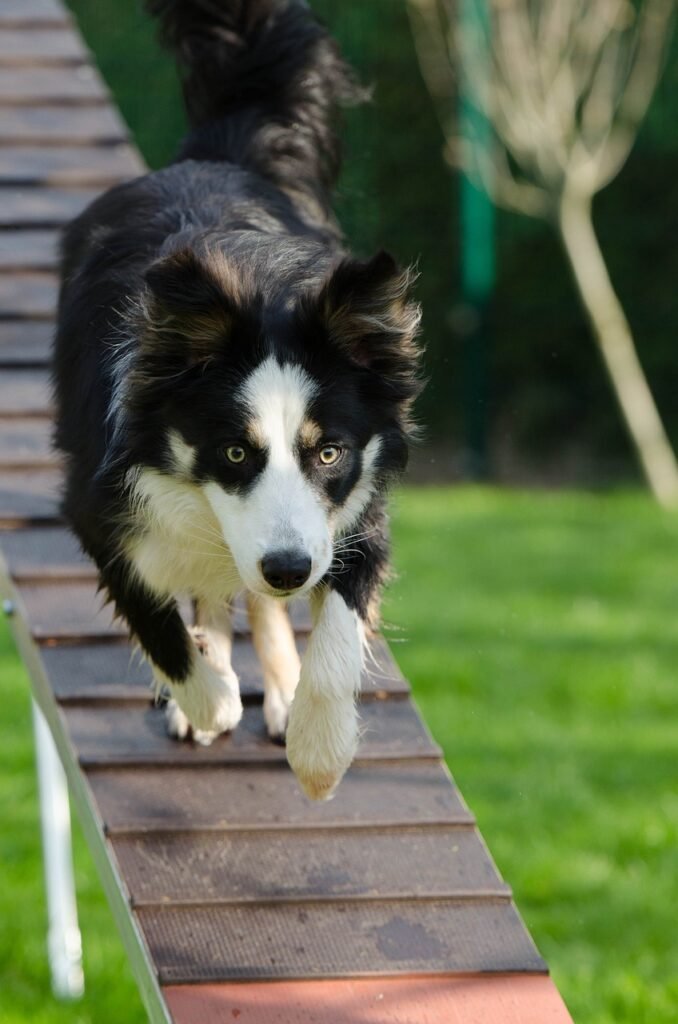 The Importance of Agility Training for King Dobermans