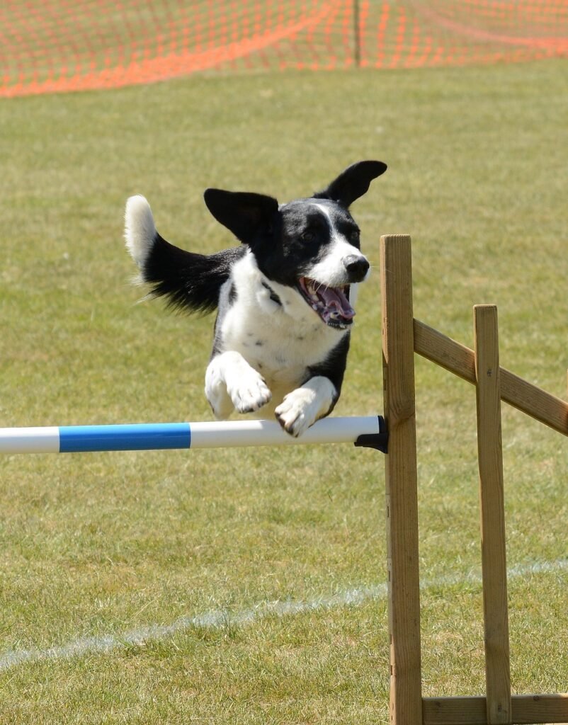 The Importance of Agility Training for King Dobermans